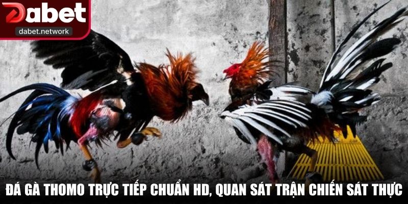Đá gà Thomo trực tiếp chuẩn HD, quan sát trận chiến sát thực