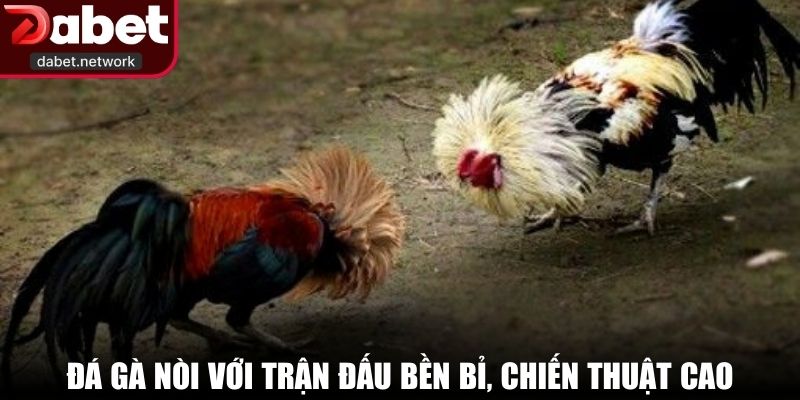 Đá gà nòi với trận đấu bền bỉ, chiến thuật cao