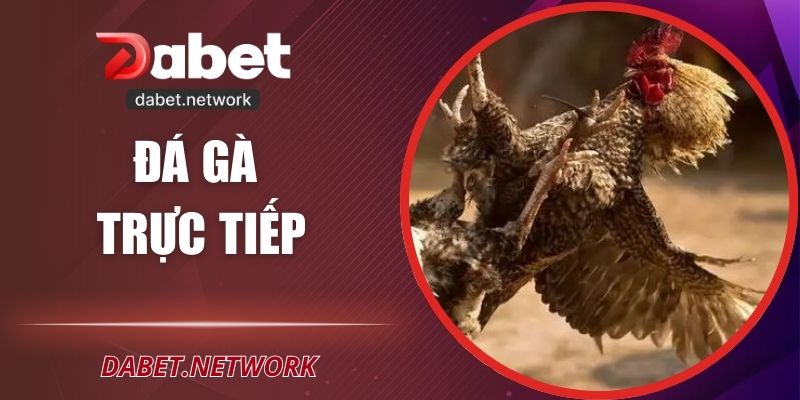 Đá Gà Trực Tiếp – Trải Nghiệm Đầy Kịch Tính Tại DABET